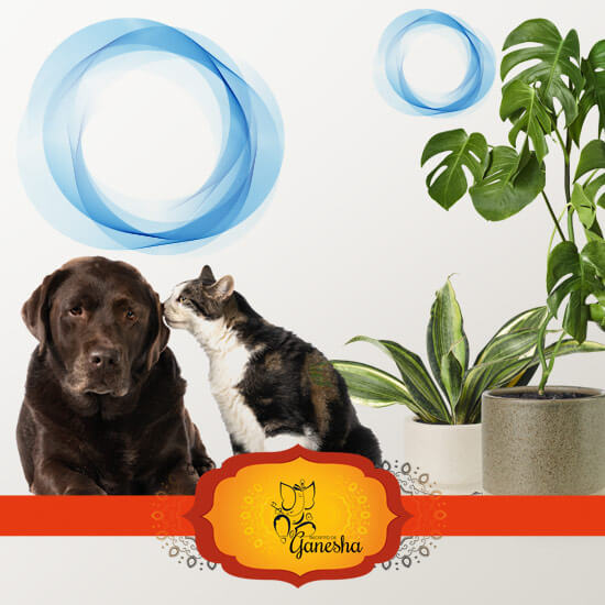 A Aura das plantas e dos animais